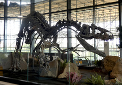 Allosaurus fragilis