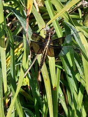 Libellula luctuosa