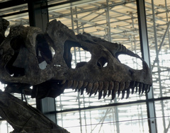 Allosaurus fragilis