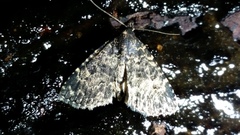 Metalectra diabolica