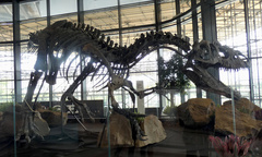 Allosaurus fragilis