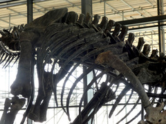 Allosaurus fragilis