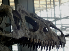 Allosaurus fragilis