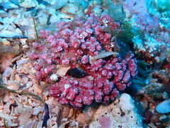 Phymatolithon calcareum