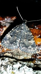 Metalectra diabolica