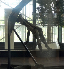 Allosaurus fragilis