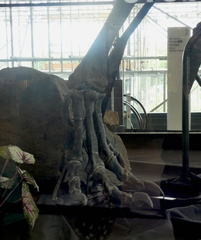 Allosaurus fragilis