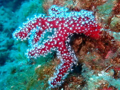 Alcyonium acaule