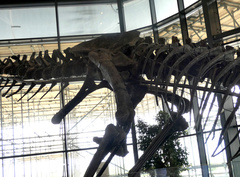 Allosaurus fragilis
