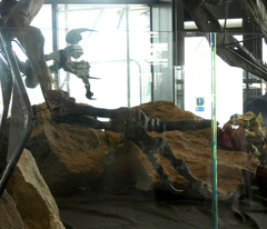 Allosaurus fragilis