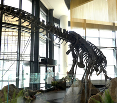 Allosaurus fragilis