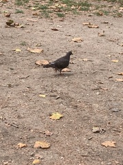 Columba livia domestica