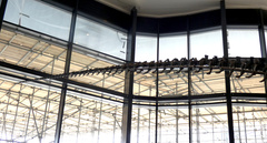 Allosaurus fragilis