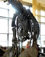 Allosaurus fragilis