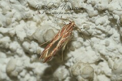 Pyroderces argyrogrammos