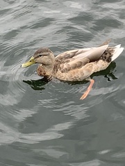 Anas platyrhynchos
