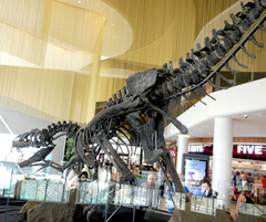 Allosaurus fragilis