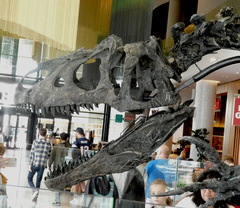 Allosaurus fragilis