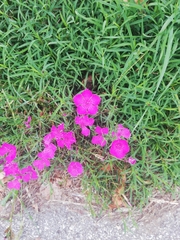 Dianthus seguieri