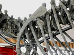 Allosaurus fragilis