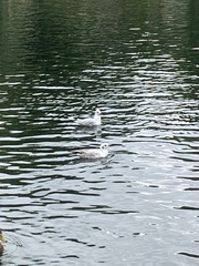 Chroicocephalus ridibundus