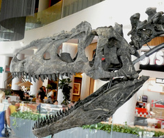 Allosaurus fragilis