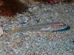 Gobius kolombatovici