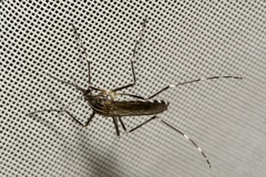 Aedes koreicus