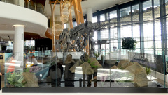 Allosaurus fragilis