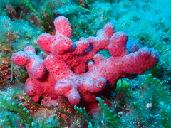 Alcyonium acaule