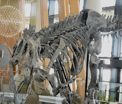 Allosaurus fragilis