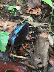 Lexias dirtea merguia