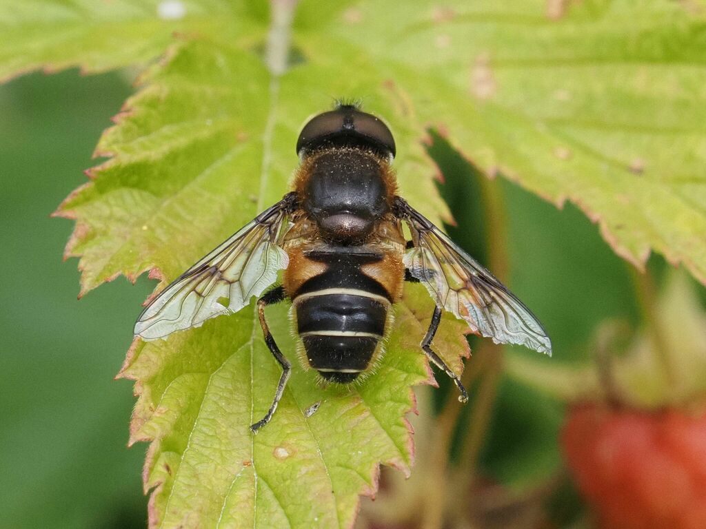 Hover fly
