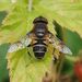 Spot-winged Drone Fly - Photo (c) Michael Knapp, some rights reserved (CC BY), uploaded by Michael Knapp