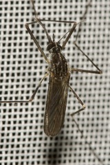 Aedes koreicus