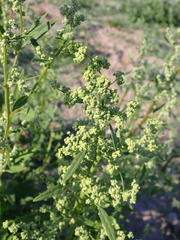 Chenopodium ficifolium