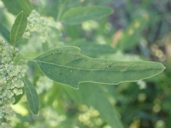 Chenopodium ficifolium