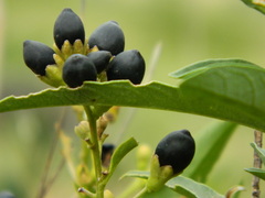 Cestrum parqui
