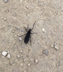 Penthetria neonigrita