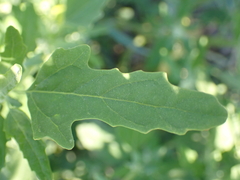 Chenopodium ficifolium
