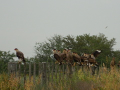 Caracara plancus