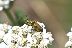 Rhagiini