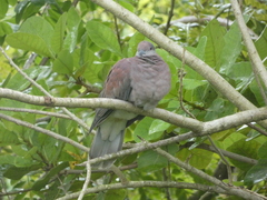 Patagioenas cayennensis