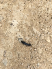 Penthetria neonigrita