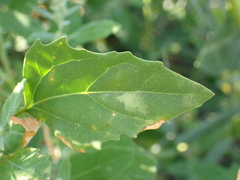 Chenopodium ficifolium