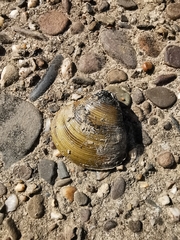 Corbicula fluminalis