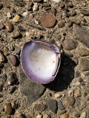 Corbicula fluminalis