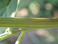 Chenopodium ficifolium