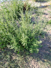 Chenopodium ficifolium