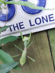 Stagmomantis carolina